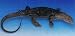 41GIueOJH5L. SL75  Toy Distributor   18 Inch Baby Monitor Lizard