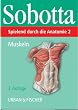 Spielend durch die Anatomie, Lernkarten, Tl.2, Muskeln, 153 Lernkarten