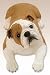Bulldog Puppy Life Size K-9 Kreations Statue (Fawn)