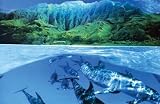 DOLPHIN POSTER ISLAND DOLPHINS OCEAN 2 RARE PRINT 30289
