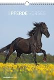 Pferde 2012. Kalender 23,7 x 34 cm mit Ringbindung