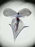 A pteropod snail emerges from its fragile shell Photographic Poster Print by David Liittschwager, 48x64