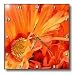 Bright orange Flowers - 10x10 Wall Clock