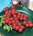 Sweet Million Cherry Tomato 4 Plant-Up to 2000 Cherries