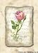 Art Poster Print - Psalm 98 Rose - Artist: Annie Lapoint - Poster Size: 5 X 7 inches