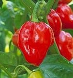 Savannah Red Habanero Pepper 15 Seeds