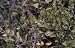 Carpinus cordata: Heartleaf Hornbeam Seeds