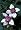 Clematis: Inspiration, Selection, and Practical Guidance