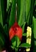 Masdevallia Angel Tears blooming size orchid
