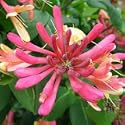 HONEYSUCKLE GOLDFLAME