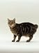   - Domestic Cat, Tabby Manx No Tail Photographic Poster Print by Jane Burton, 12x16