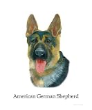 American German Shepherd