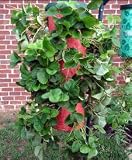 Strawberry Grow Bag - New Design of Topsy Turvy Planter