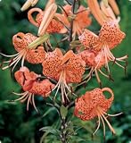 Splendens Tiger Lily - 2 Bulbs
