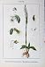 Flowers Sturms 1905 Spiranthes Autumnalis Neottia Ovata