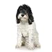 Tibetan Terrier (3 Years) - 36