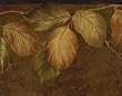 Chocolate Botanical Wallpaper Border