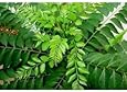 Fresh Curry Leaves 1 Oz. (Pack of 3)