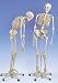 3B Scientific Anatomical Flexible Skeleton Fred