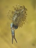 Fairy Shrimp Female with Eggs, Eubranchipus Vernalis, Eastern USA Stretched Canvas Poster Print by Gary Meszaros, 30x40