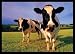Cows Licking Lips Milk On Grass Art Framed Poster Print - 16