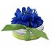 Bloembox Tiny Tin Edible Flowers: Cornflower