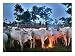 A Fulani Nomad Herds Cattle at Dusk in Abuja, Nigeria Photographic Poster Print, 24x18