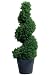 72h Springray Spiral Topiary