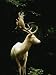 A White Fallow Stag in a Forest Photographic Poster Print