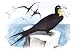 Art Poster, Frigate (Man-of-War Bird) - 27.5 x 18.75