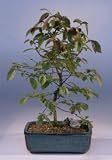 Bonsai Boy's Rock Hornbeam Bonsai Tree<br><i>(carpinus turczaninovii)</i>