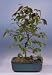 Bonsai Boy's Rock Hornbeam Bonsai Tree<br><i>(carpinus turczaninovii)</i>