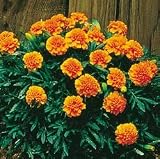 Marigold Seeds - Marigold Janie Gold