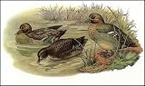 Game Birds-4 of 6 Art Print Poster By Jacques Cartier, 18  x 12 