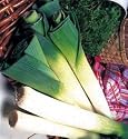 LEEK - Musselburgh - 300 seeds