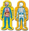 BB SET CHILD-SIZE HUMAN BODY 2