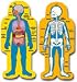 BB SET CHILD-SIZE HUMAN BODY 2