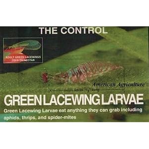 Green Lacewing Eggs 1000 per container