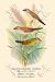 Art Poster, Orange-Cheeked Waxbill; Zebra Waxbill - 18.75 x 27.5