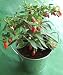Image of Dwarf Chilli Pepper Plant