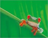 LAMINATED Green Red Eyed Tree Frog Mini Poster Measures 20 x 16 (50 x 40 cm)
