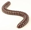 World's Largest Gummy Worm - Grape