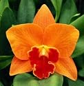 Pot. Memoria Shirley Moore 'Mendenhall'