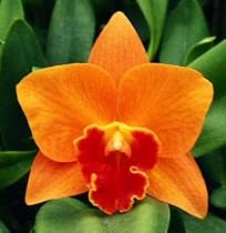 Pot. Memoria Shirley Moore 'Mendenhall'