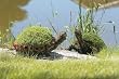 Topiary Turtle