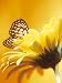 All Products : Close-Up Studio Shot of a Delicate Monarch Butterfly Resting on a Yellow Asteraceae Flower Photographic Poster Print, 24x32