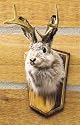 Jackalope Buck