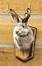 Jackalope Buck