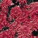 Red Cushion Mums - Plants