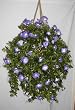 Giant Morning Glory Hanging Basket (Purple)